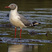 Gray-headed Gull
